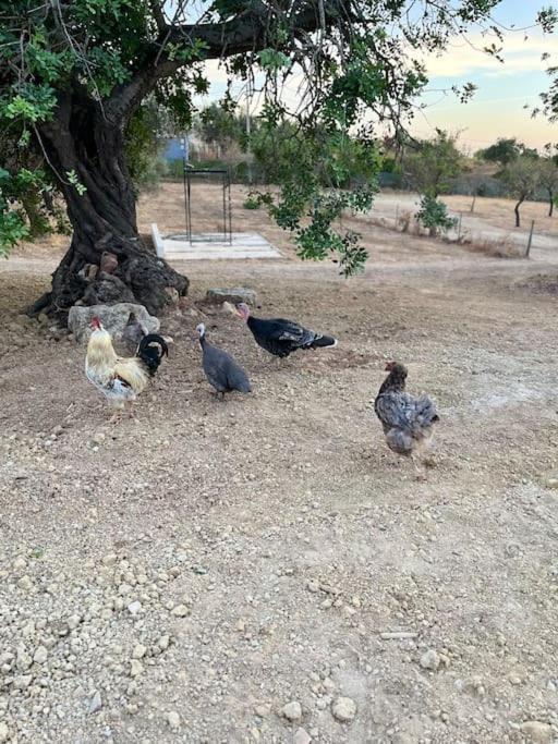 פארו Quinta Da Alfarrobeira Peaceful Countryside Stay מראה חיצוני תמונה